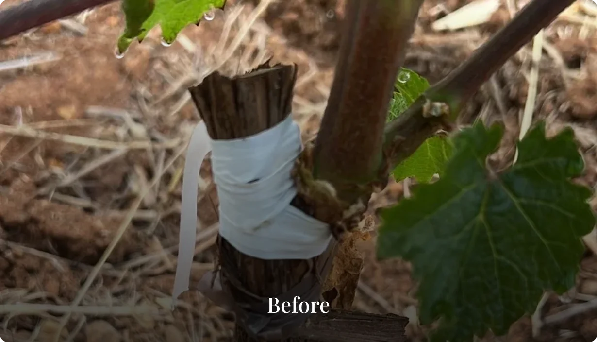 Close-up of plant graft union