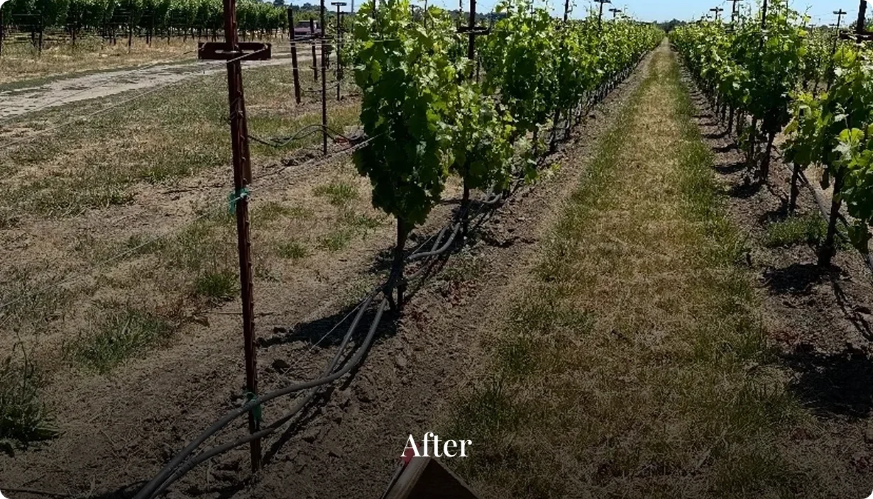 Neat vineyard with irrigation system